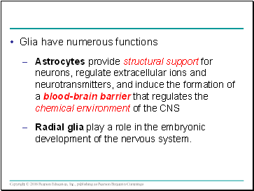 Glia have numerous functions