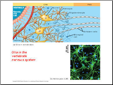 Glia in the vertebrate nervous system