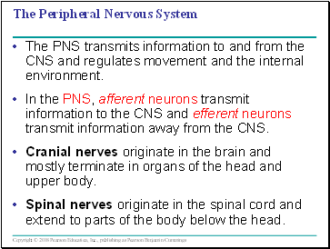 The Peripheral Nervous System