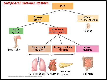 peripheral nervous system