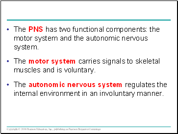 The PNS has two functional components: the motor system and the autonomic nervous system.