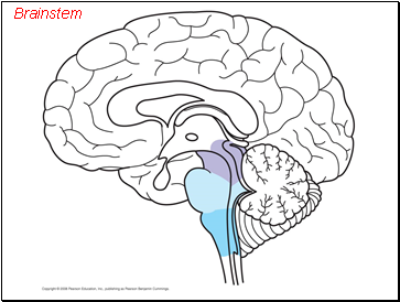 Brainstem