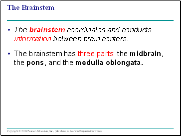 The Brainstem