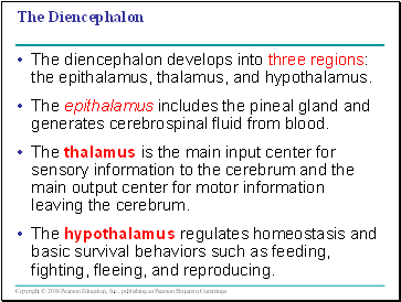 The Diencephalon