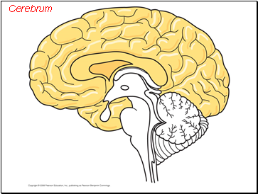 Cerebrum