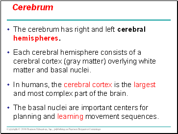 Cerebrum