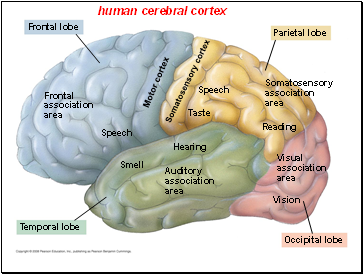 human cerebral cortex