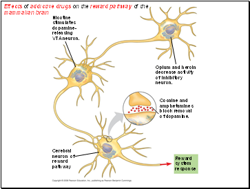 Effects of addictive drugs on the reward pathway of the mammalian brain