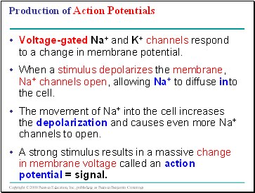 Production of Action Potentials