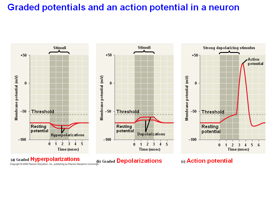action potential graded potential