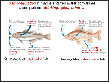 Osmoregulation in marine and freshwater bony fishes: a comparison: drinking, gills, urine 