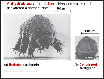 Anhydrobiosis - adaptation Hydrated = active state dehydrated = dormant state.