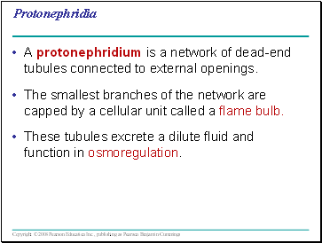 Protonephridia