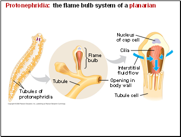 Protonephridia: the flame bulb system of a planarian