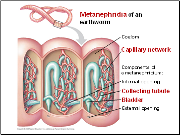 Metanephridia of an earthworm