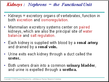 Kidneys : Nephrons = the Functional Unit