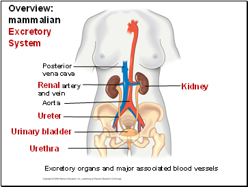 Overview: mammalian Excretory System