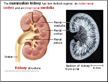 The mammalian kidney has two distinct regions: an outer renal cortex and an inner renal medulla
