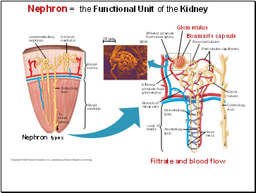 Nephron = the Functional Unit of the Kidney