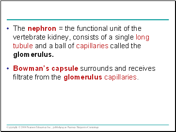 The nephron = the functional unit of the vertebrate kidney, consists of a single long tubule and a ball of capillaries called the glomerulus.