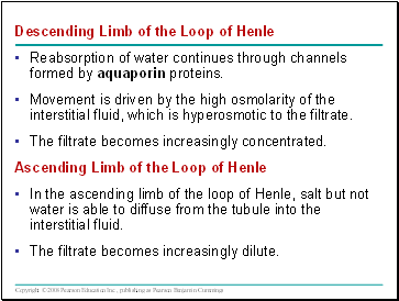 Descending Limb of the Loop of Henle