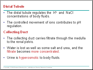 Distal Tubule