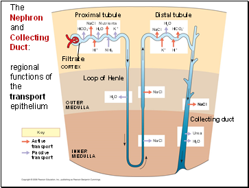 The Nephron and Collecting Duct: regional functions of the transport epithelium