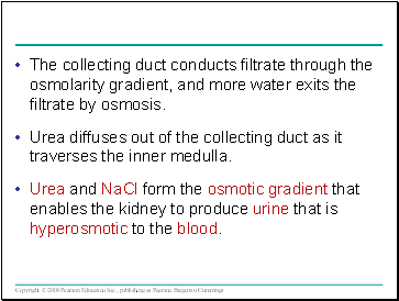The collecting duct conducts filtrate through the osmolarity gradient, and more water exits the filtrate by osmosis.