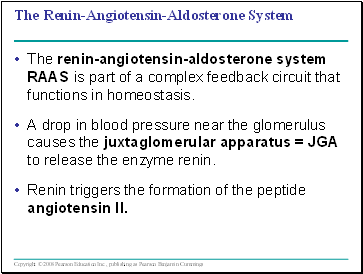The Renin-Angiotensin-Aldosterone System