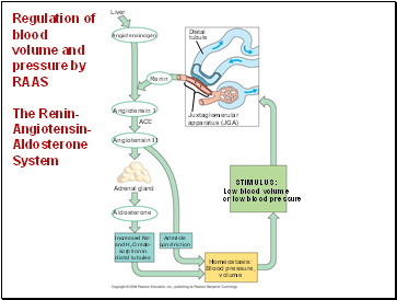 Regulation of blood volume and pressure by RAAS The Renin-Angiotensin-Aldosterone System