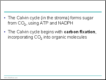 The Calvin cycle (in the stroma) forms sugar from CO2, using ATP and NADPH