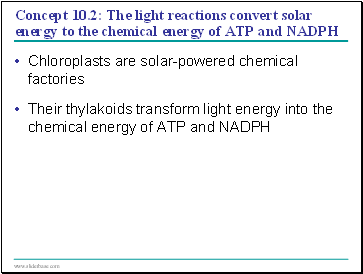 Concept 10.2: The light reactions convert solar energy to the chemical energy of ATP and NADPH