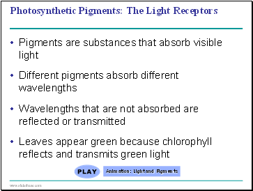 Photosynthetic Pigments: The Light Receptors