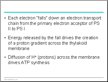 Each electron falls down an electron transport chain from the primary electron acceptor of PS II to PS I