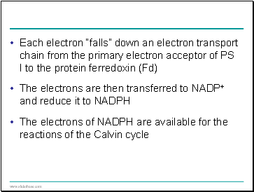 Each electron falls down an electron transport chain from the primary electron acceptor of PS I to the protein ferredoxin (Fd)