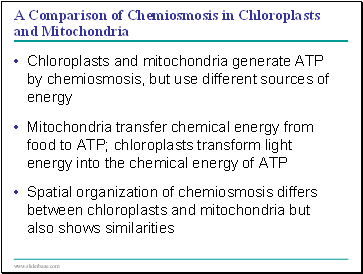 A Comparison of Chemiosmosis in Chloroplasts and Mitochondria