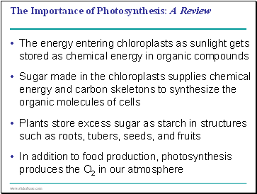 The Importance of Photosynthesis: A Review
