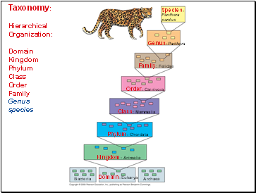 Taxonomy: Hierarchical Organization: Domain Kingdom Phylum Class Order Family Genus species