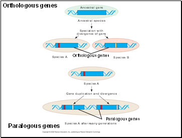 Orthologous genes