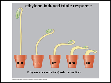 ethylene-induced triple response