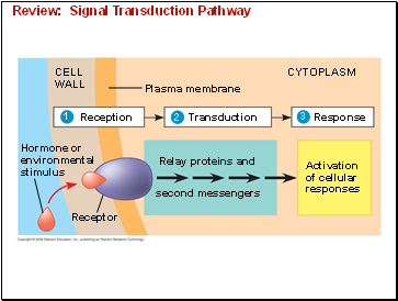 Review: Signal Transduction Pathway