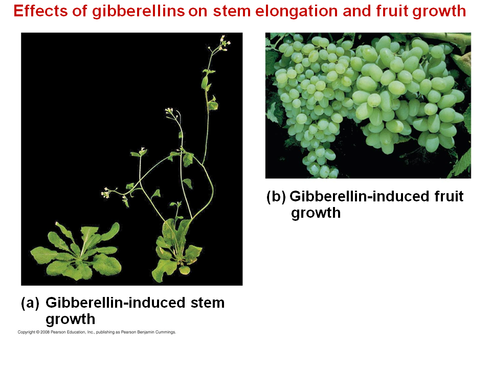 The Effect Of Gibberellins On Seeds Germination