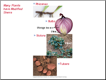 Many Plants have Modified Stems