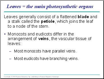 Leaves = the main photosynthetic organs