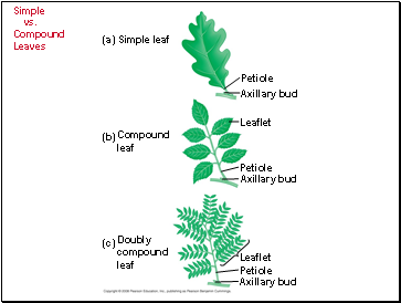 Simple vs. Compound Leaves