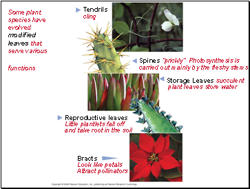 Some plant species have evolved modified leaves that serve various functions