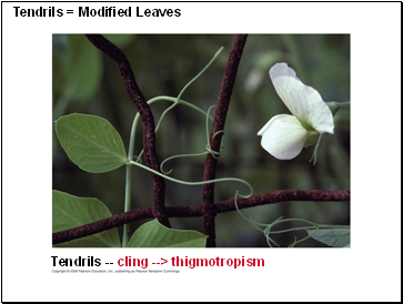 Tendrils = Modified Leaves