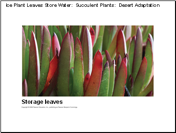 Ice Plant Leaves Store Water: Succulent Plants: Desert Adaptation