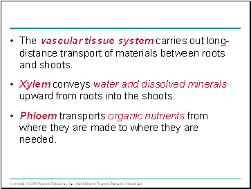 The vascular tissue system carries out long-distance transport of materials between roots and shoots.