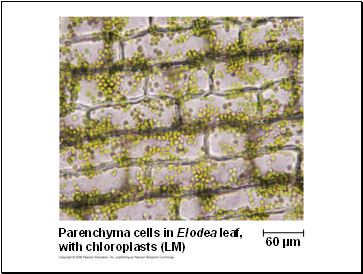 Parenchyma cells in Elodea leaf,